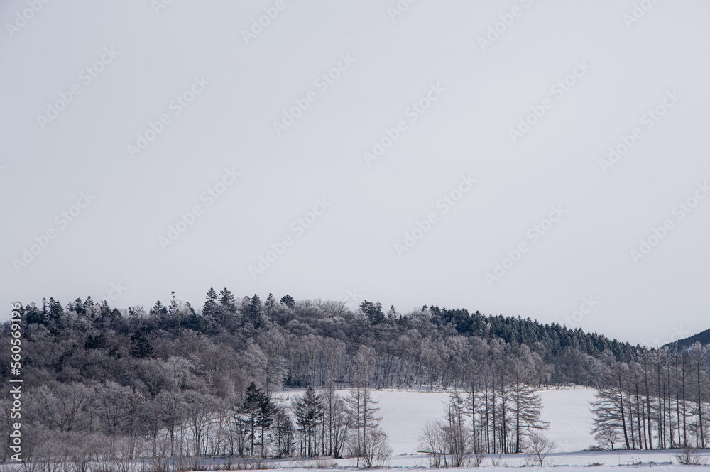 曇り空の下の雪に覆われた冬の野と森。
