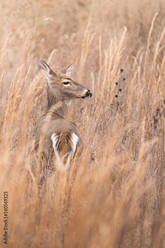 deer in the grass
