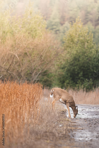 Deer drinking in the forest.