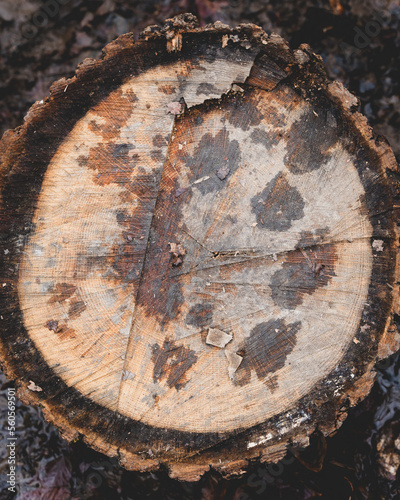 Tree texture