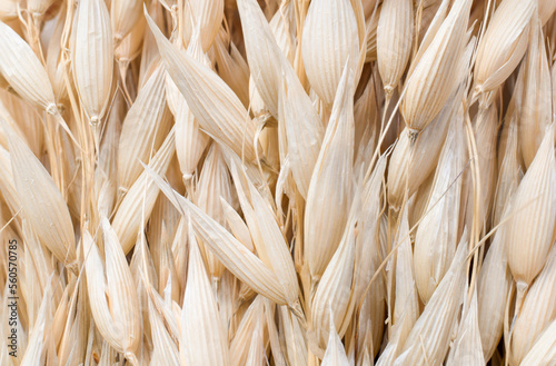 Fototapeta Naklejka Na Ścianę i Meble -  Dried oat plant background