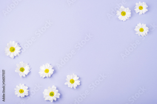 White chrysanthemum flowes on purple background. Spring festive background. Top view, flat lay, copy space