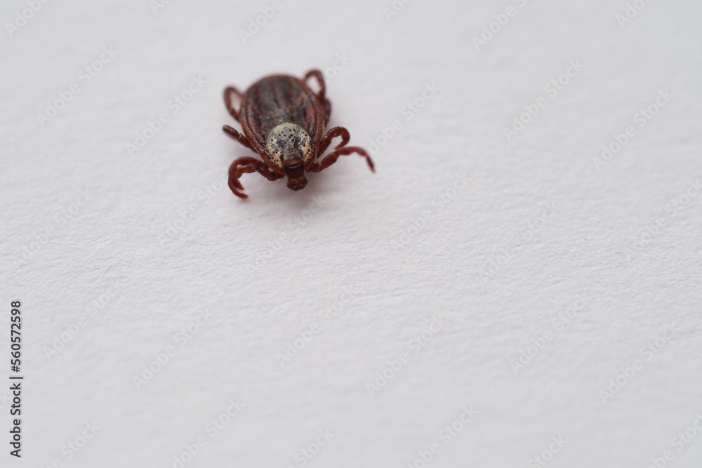 mite, Ixodid, encephalitic live tick close-up on a white background, macro photography mite, Ixodid, encephalitic live tick close-up on a white background, macro photography