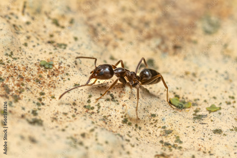 argentine ant, the scientific name is linepithema humile