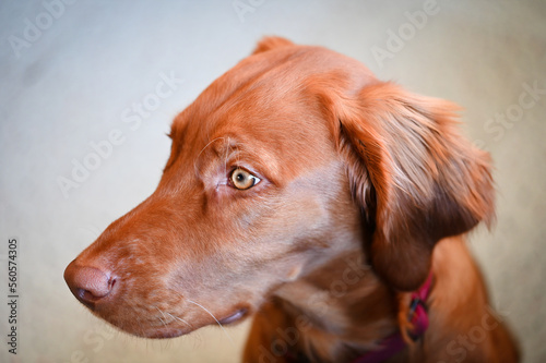 Close up portrait of a 6 month old Hungarian Vizsla puppy.