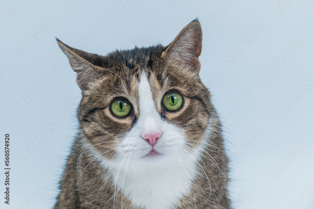 Pensive gray cat with green eyes looks at the camera isolated on a white background. Funny pet. Emotions of a cat.