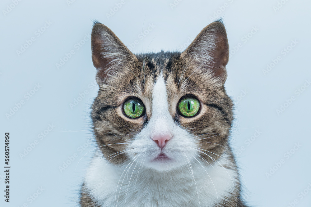 Surprised gray cat with green eyes isolated on white background. Funny pet. Emotions of a cat. Attention metaphor. The cat is looking at the camera.
