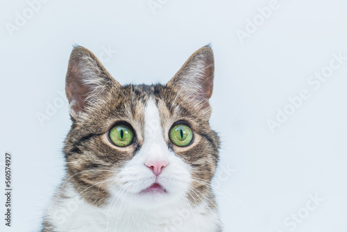 Surprised gray cat with green eyes isolated on white background. Funny pet. Emotions of a cat. Attention metaphor. The cat is looking at the camera.
