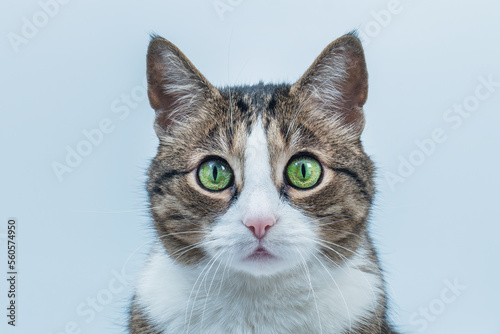 Surprised gray cat with green eyes isolated on white background. Funny pet. Emotions of a cat. Attention metaphor. The cat is looking at the camera.