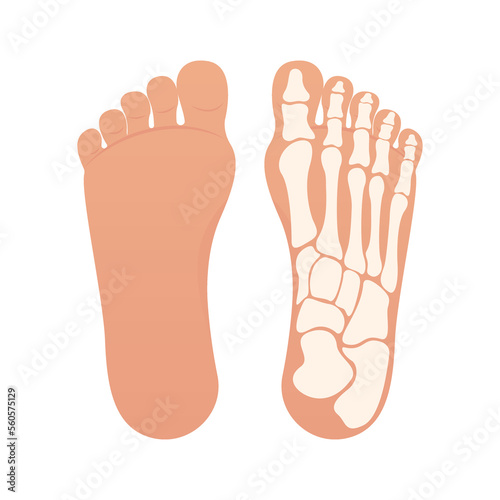 Bottom of foot with bones isolated design illustration graphic