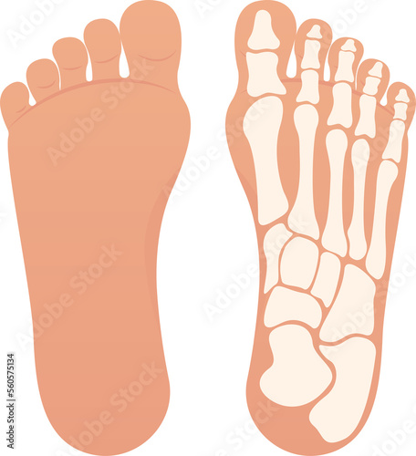 Bottom of foot with bones isolated design illustration graphic photo