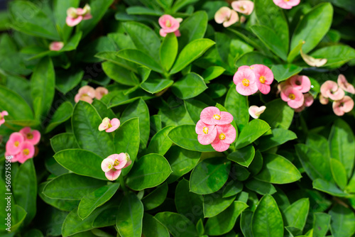 Euphorbia Milii Desmoul or Crown Of Thorns Flower photo