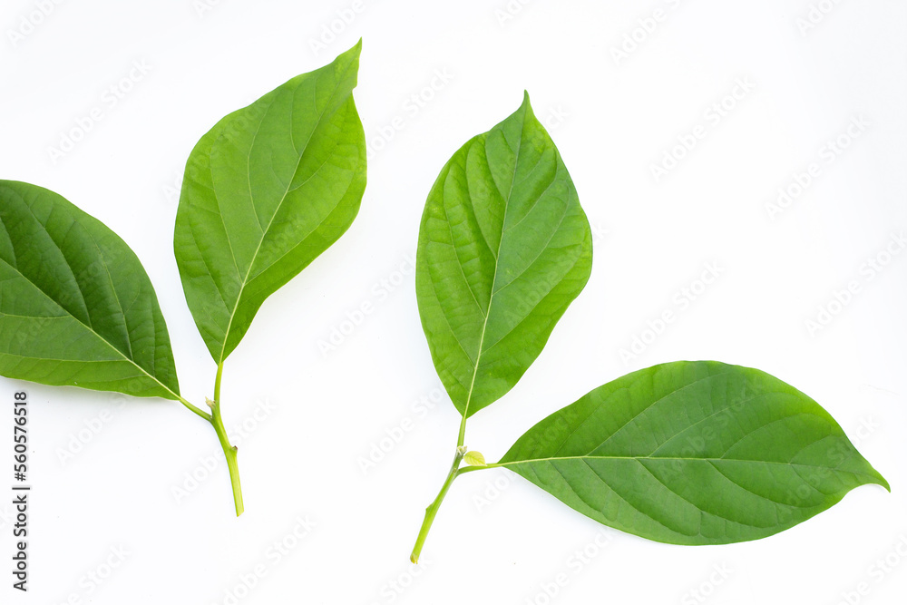 Fototapeta premium Avocado leaves on white background.