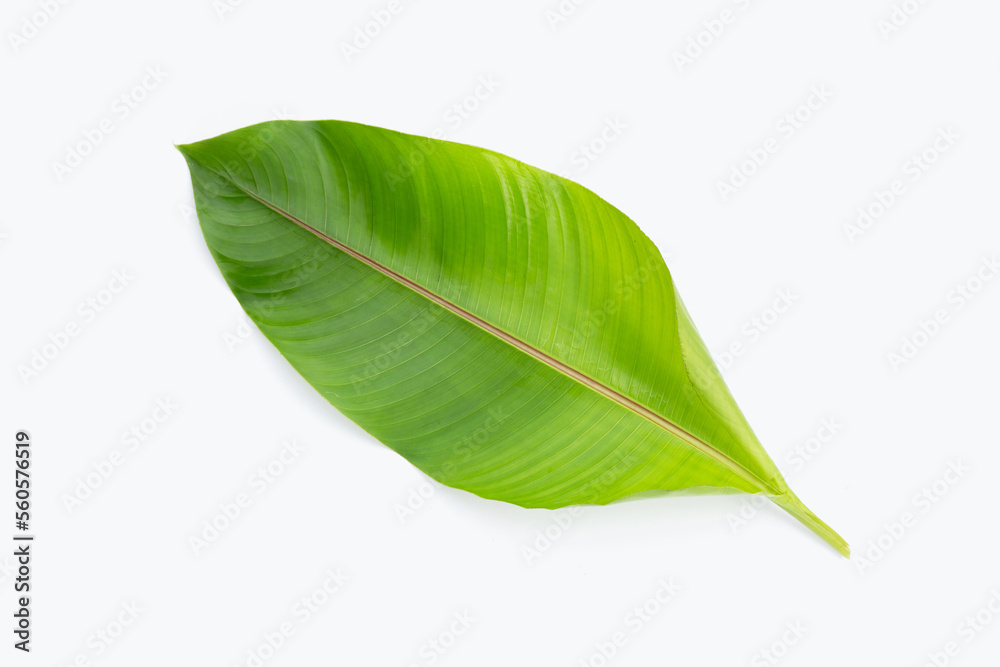 Obraz premium Heliconia leaf on white background.