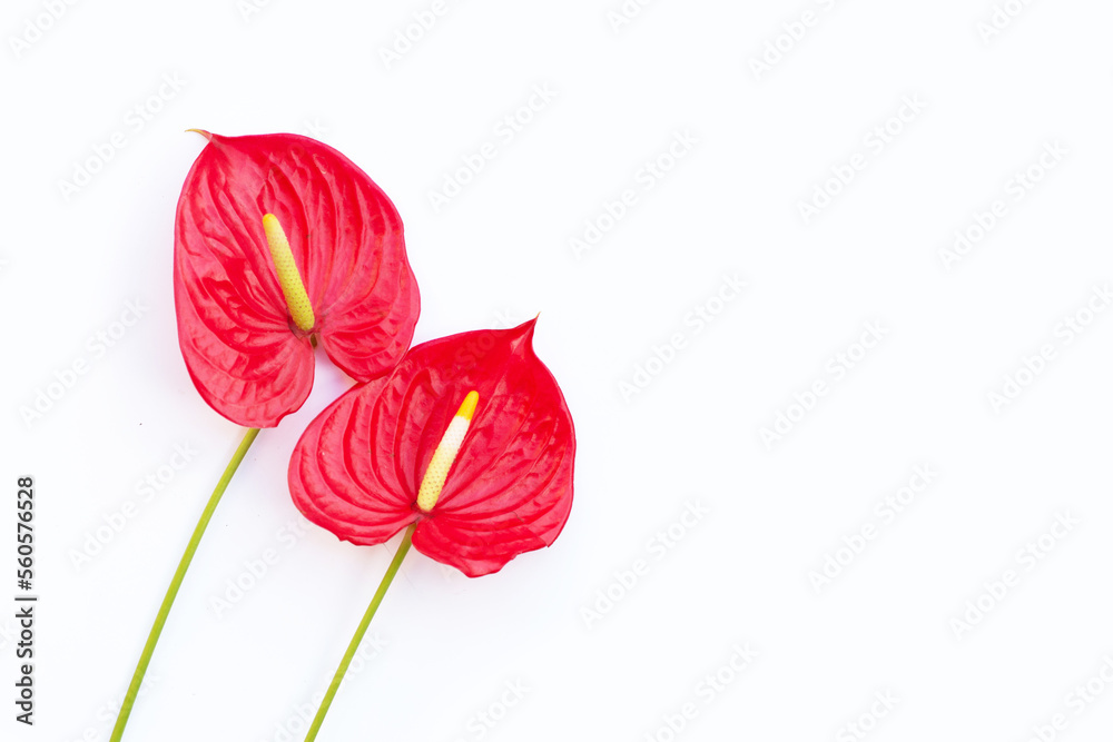Flamingo flower or pigtail anthurium Flamingo flower or pigtail anthurium