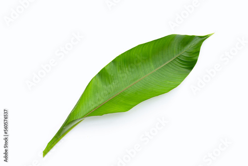 Heliconia leaf on white background.