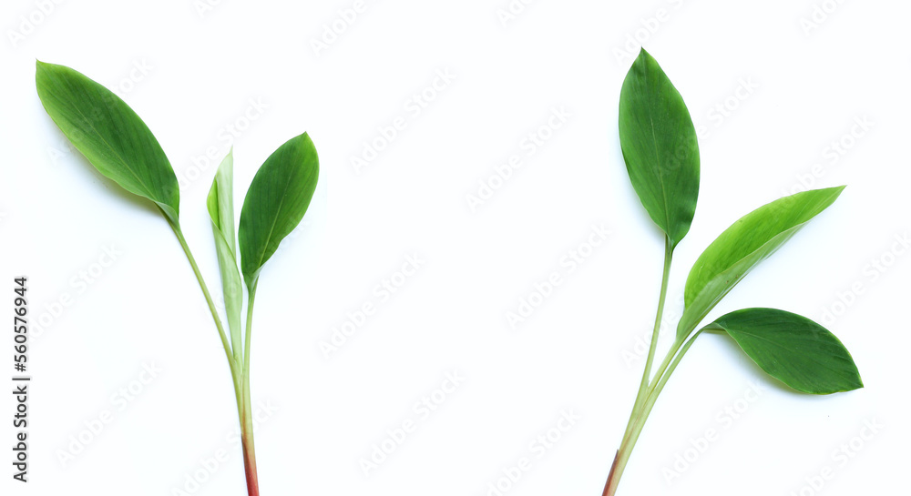 Finger root leaves on white background. Finger root leaves on white background.