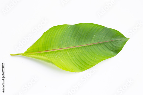 Heliconia leaf on white background.