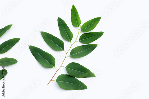 Eucalyptus leaves on white background.