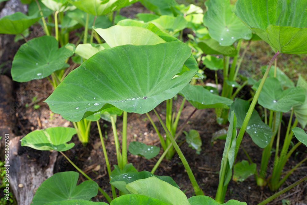 Taro garden, taro planting plot Taro garden, taro planting plot