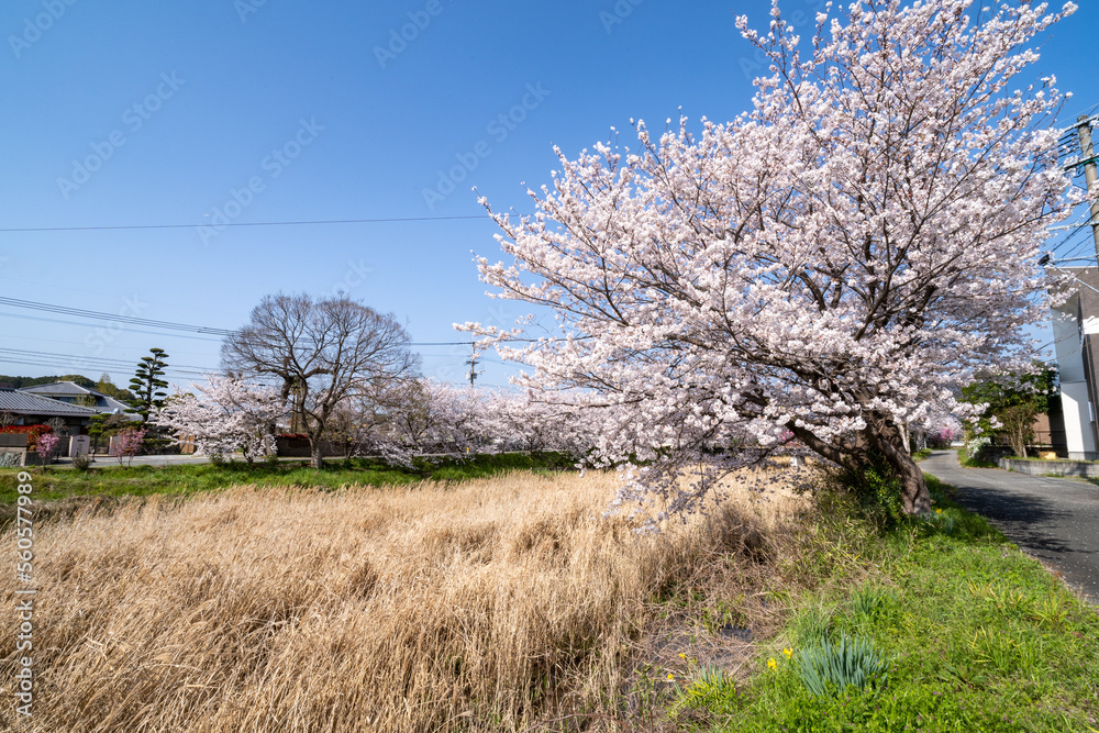 Cherry blossom flowers are in bloom beside a stream in Fukuoka city, JAPAN. Cherry blossom flowers are in bloom beside a stream in Fukuoka city, JAPAN.
