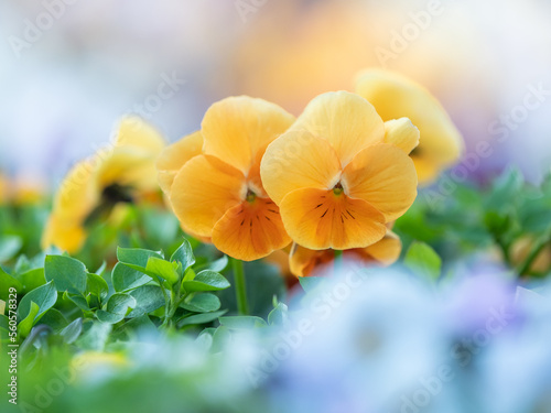 冬の花壇を彩るパンジー
