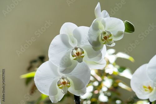 Beautiful white orchid of the phalaenopsis family