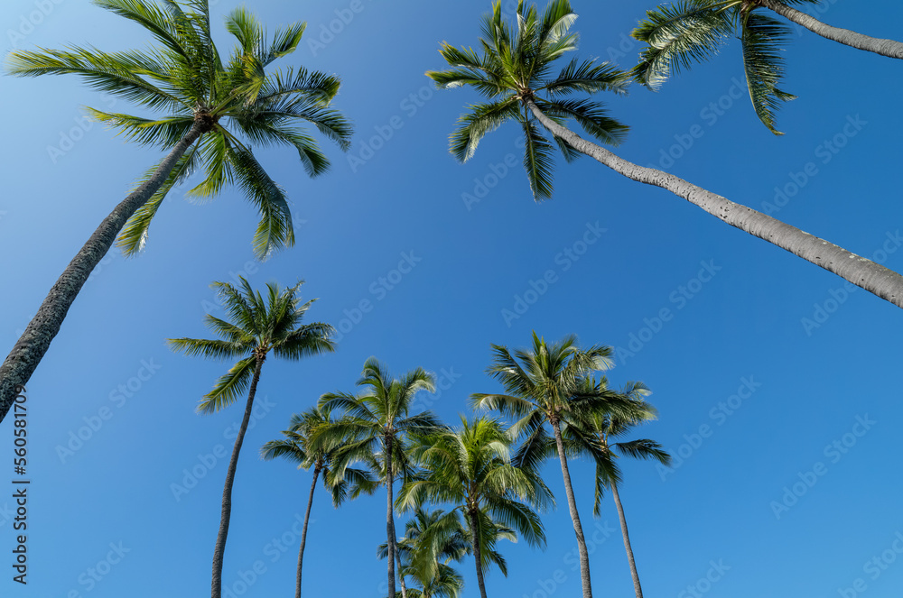 Tall Hawaii Palm Trees Against Blue Sky. Tall Hawaii Palm Trees Against Blue Sky.
