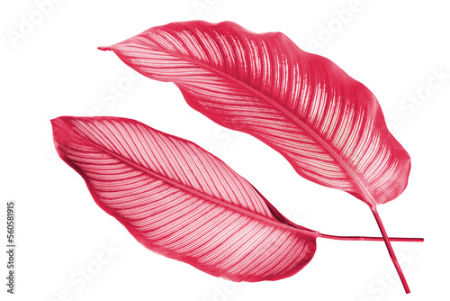 Red leaves on a white background
