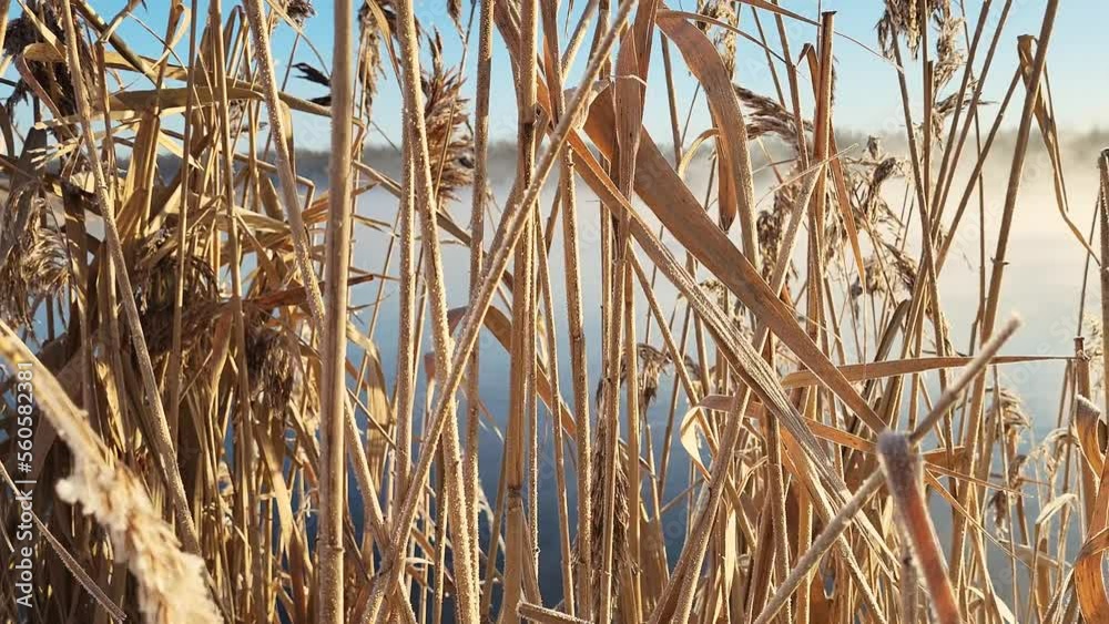 reeds in the water