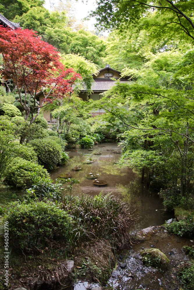 The garden and the pond inside Jakko-In temple. Kyoto Japan
The garden and the pond inside Jakko-In temple. Kyoto Japan