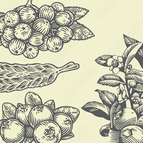 fruit and wheat produce vector set 