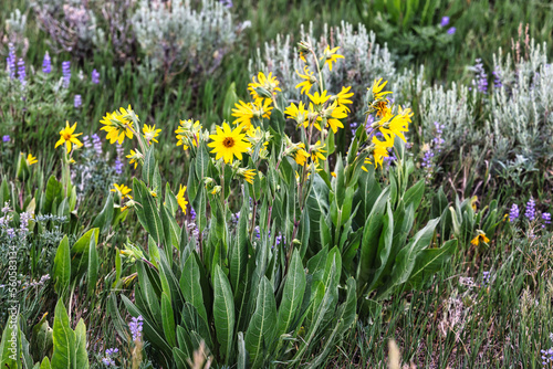 June Wildflowers