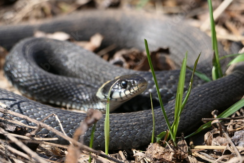 A snake, a large snake in the spring forest, in dry grass in its natural habitat, basking in the sun.