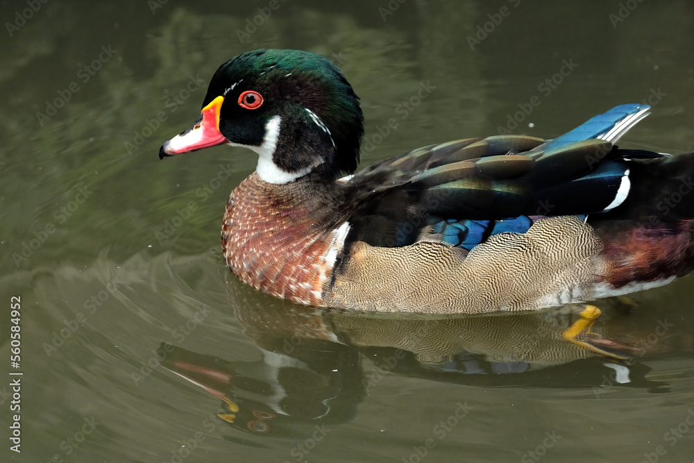 Fototapeta premium wood duck on the water