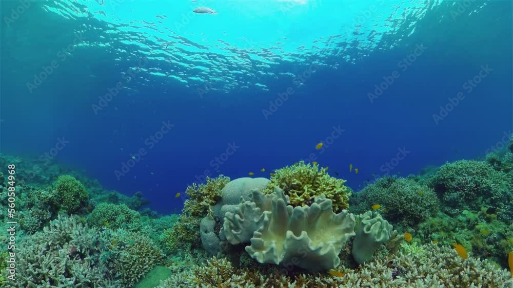 custom made wallpaper toronto digitalTropical colourful underwater seascape.The underwater world with colored fish and a coral reef. Philippines.