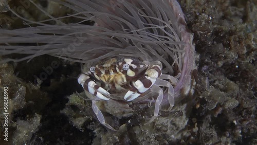 A tubular anemone grows on the seabed in which a crab hides. Harlequin swimming crab (Lissocarcinus laevis) Indo-Pacific 1,5 cm, on sea anemones ID: convex smooth carapace with 5 antero-lateral teeth. photo