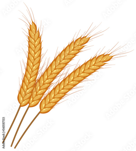 Wheat ears spikelets with grains vector