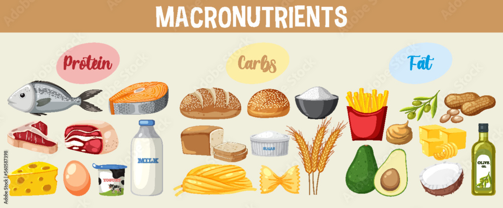 Main food groups macronutrients vector Main food groups macronutrients vector