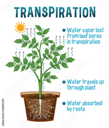 Diagram showing plant transpiration