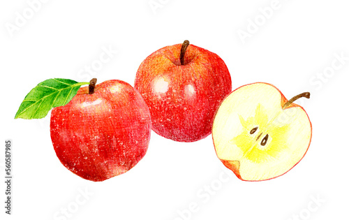 りんごの果実と半分にカットした蜜入りりんごのセット フルーツの手描き水彩イラスト素材