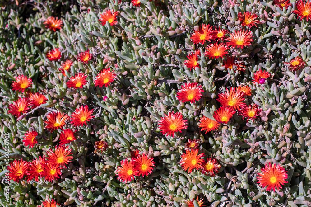 Closeup of a succulent plant's flowers