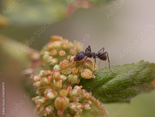 Semut menghisap bunga