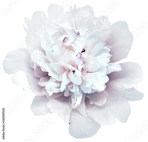 Fototapeta Naklejka Na Ścianę i Meble -  White   peony flower  on  white  isolated background with clipping path.   Closeup.   For design.  Nature.