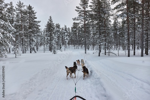 Dog sled ride in winter arctic forest