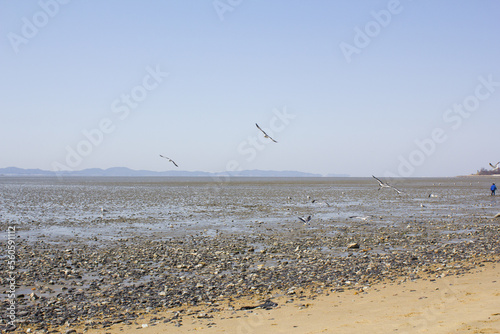 Seagulls gathering on the beach