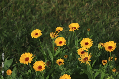 Calendula flower blooming in garden