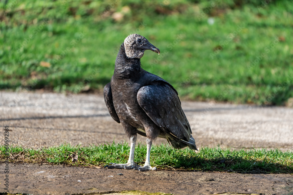 Obraz premium vulture in the zoo