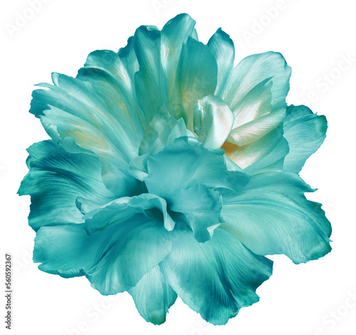 Fototapeta Naklejka Na Ścianę i Meble -  Turquoise  tulip flower  on  isolated background with clipping path. Closeup. For design.   Transparent background. Nature.