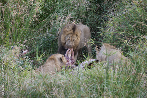 Three male lions fight for spoils of the kill in Kruger National Park  South Africa
